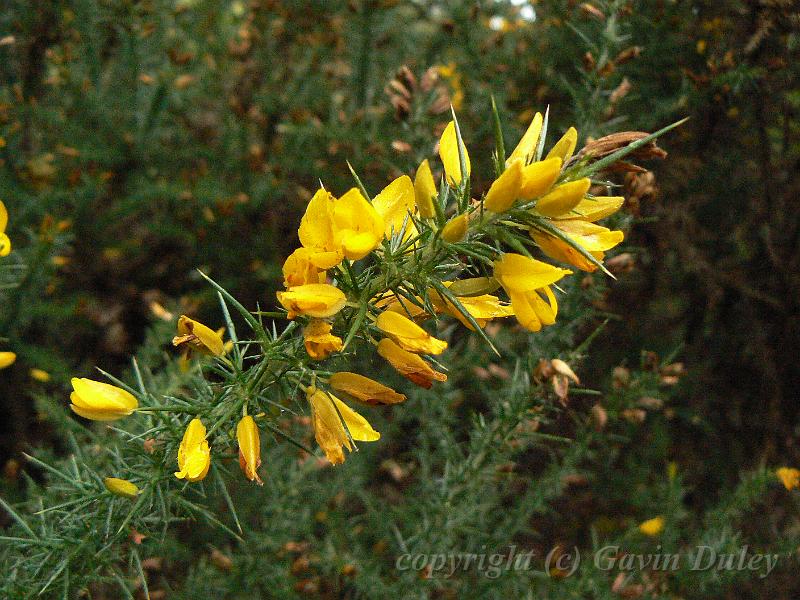 Gorse, Hampstead Heath P1140823.JPG